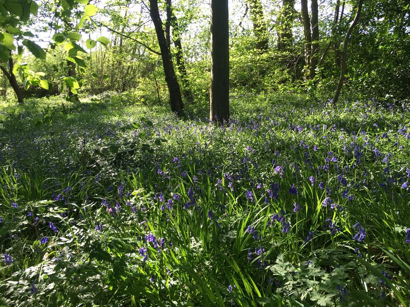 Lagham Park South Godstone